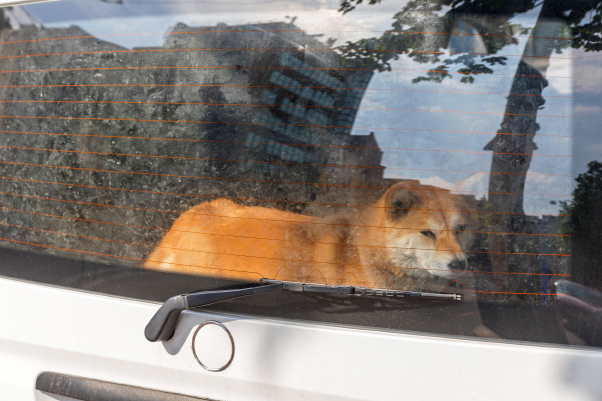 Dog Left in Car