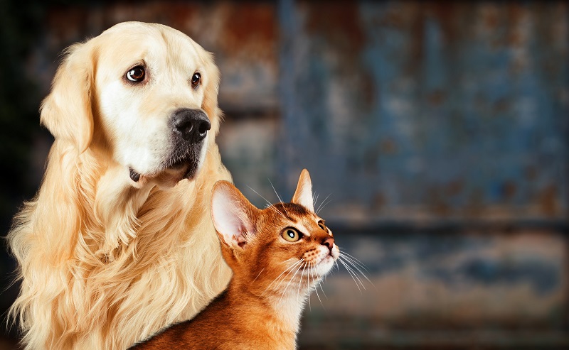 Cat and dog, abyssinian cat, golden retriever together on rusty colorful background, sad anxious mood.
