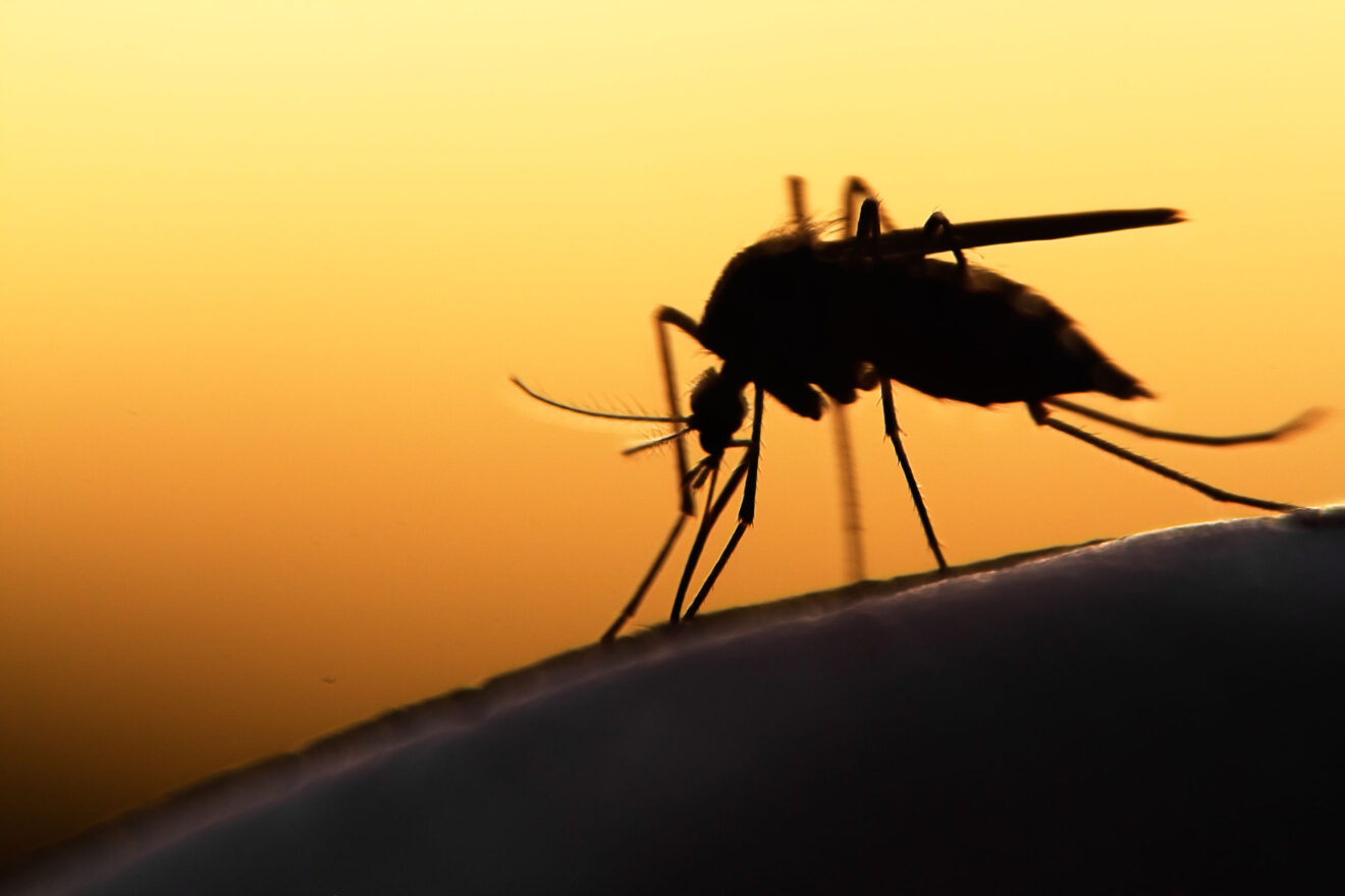 42189902 - mosquito on human skin at sunset